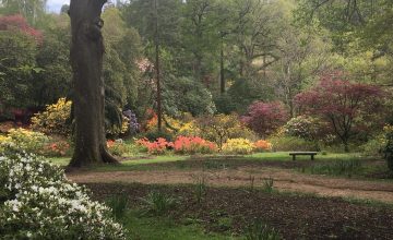 Leonardslee Gardens in May, Horsham Sussex