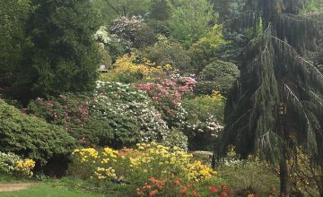 Celebrating Rhododondrens & Azeleas, Savill Garden, Windsor & Leonardslee Garden in Sussex